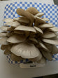 CSA share - Oyster Mushrooms