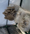Ready to fruit grow block- Oyster mushroom
